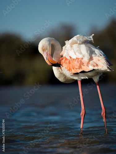 Closeup flamingo in wild