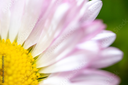 A pink-white daisy flower(Bellis perennis it is sometimes qualified or known as common daisy, lawn daisy or English daisy) on a green lawn. Spring scene in a macro lens shot.