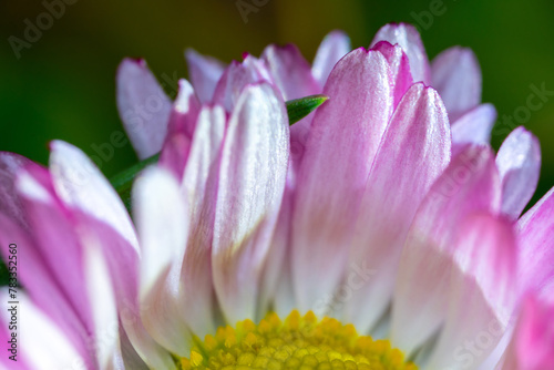 A pink-white daisy flower Bellis perennis it is sometimes qualified or known as common daisy  lawn daisy or English daisy  on a green lawn. Spring scene in a macro lens shot.