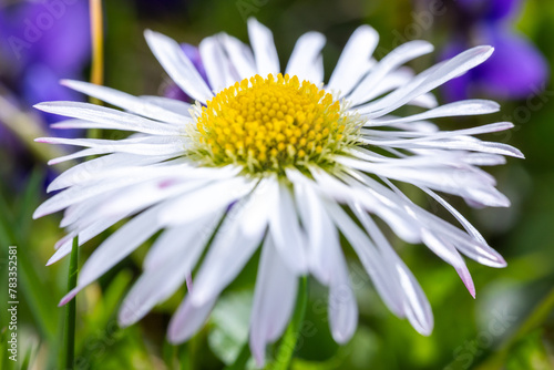 A daisy flower(Bellis perennis it is sometimes qualified or known as common daisy, lawn daisy or English daisy) on a green lawn. Spring scene in a macro lens shot.