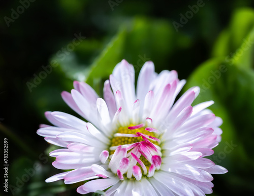 A daisy flower(Bellis perennis it is sometimes qualified or known as common daisy, lawn daisy or English daisy.) on a green lawn. Spring scene in a macro lens shot.