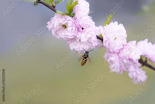 A wasp flies to a cherry blossom branch on spring evening.