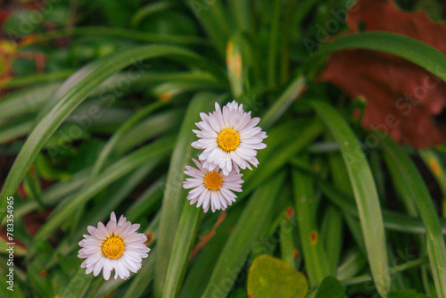 Spring’s Delight: Common Daisies Amidst Green Foliage photo