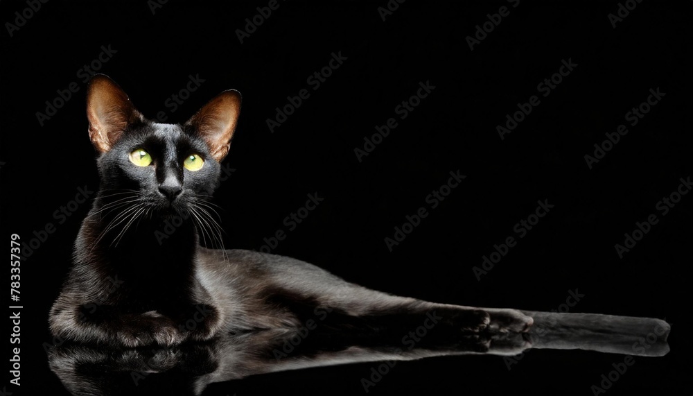 black oriental cat silhouette with long black tail lying in png isolated on transparent background