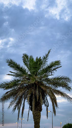 The palm tree with the sky full of clouds