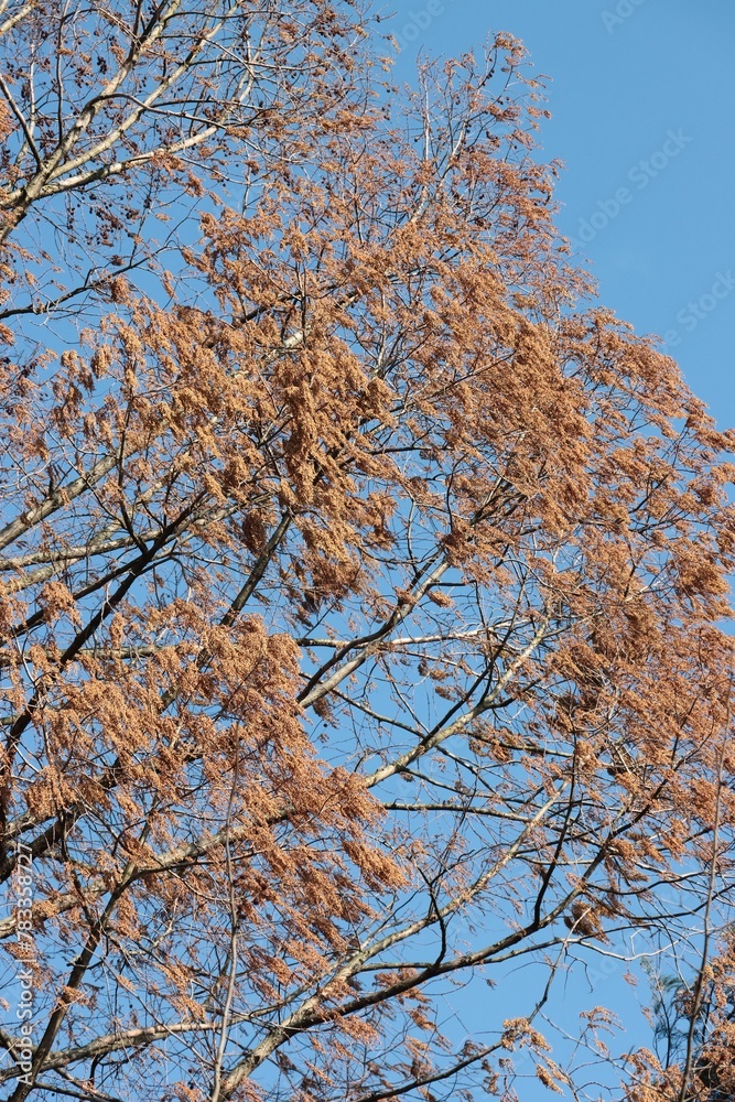 huge,high blooming tree Metasequoia glyptostroboides with brown catkins at spring huge,high blooming tree Metasequoia glyptostroboides with brown catkins at spring