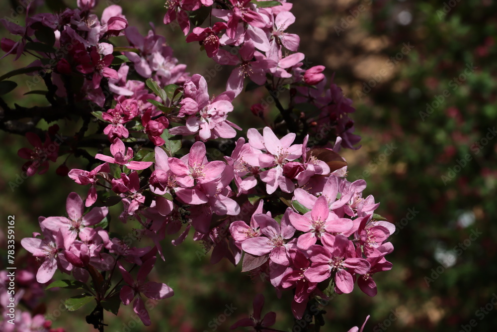 Fototapeta premium pink and red flowers of Malus Purpurea tree at spring