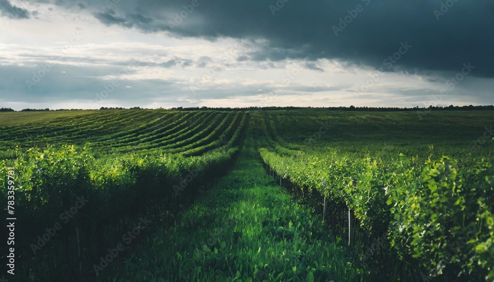 panoramic agricultural scenery wonderful rural landscape at summer field is planted with rows of bushes of black currant agriculture concept growing berries rich harvest concept