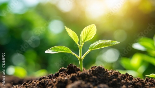 a young plant seedling growing in the soil blurry green sunlight background