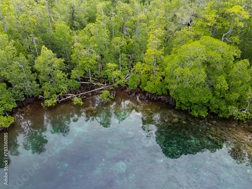 Shallow  healthy corals thrive on the edge of a mangrove forest in Raja Ampat  Indonesia. This region supports plenty of mangroves which provides habitat for many species of fish and invertebrates.