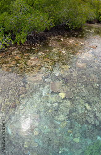 Shallow, healthy corals thrive on the edge of a mangrove forest in Raja Ampat, Indonesia. This region supports plenty of mangroves which provides habitat for many species of fish and invertebrates.