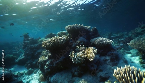 ocean coral reef underwater sea world under water background