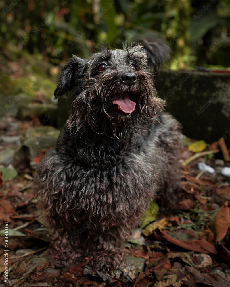 custom made wallpaper toronto digitalCute black Schnauzer dog with the head up, and the tongue out looking diagonally whilst standing on wet leaves on a grass path in Villavicencio, Meta, Colombia.