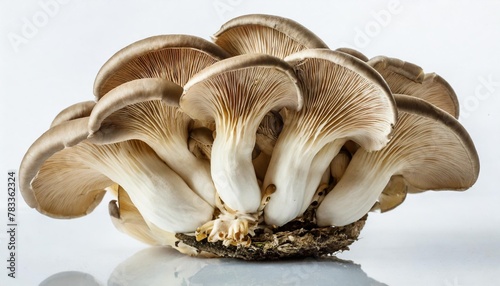 oyster mushroom on white