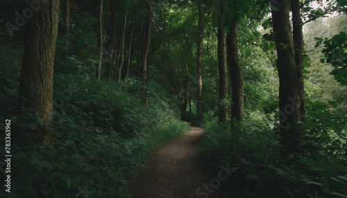 path in green summer forest