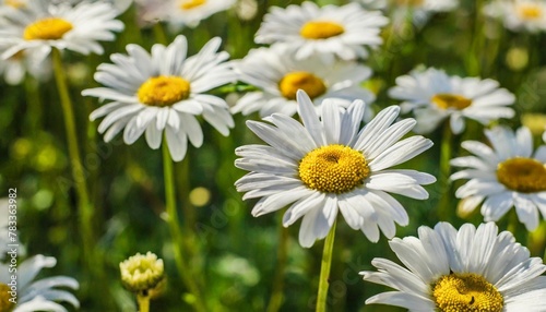 seamless pattern of field flowers artistic background with daisy flowers