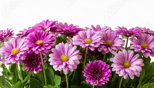 purple flower border foreground isolated on transparent background cutout