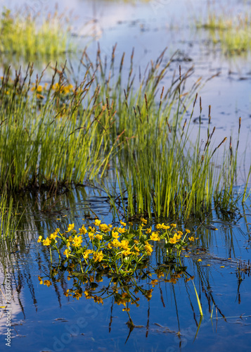 Water Flowers