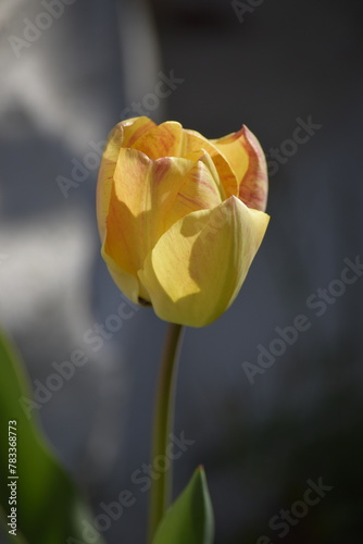 yellow tulip on a blue background