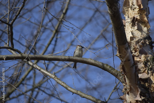 bird on a tree branch