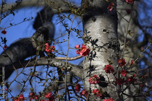 Tree with red flowers