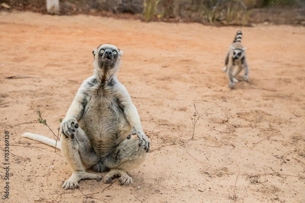 Fototapeta premium Sifaka lemur (Propithecus verreauxi), Madagascar nature