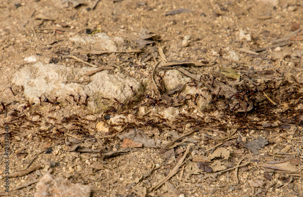 Top view of termite trails on ground.