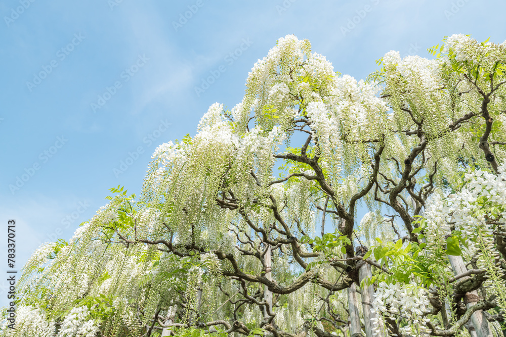 Large white wisteria plant in full bloom