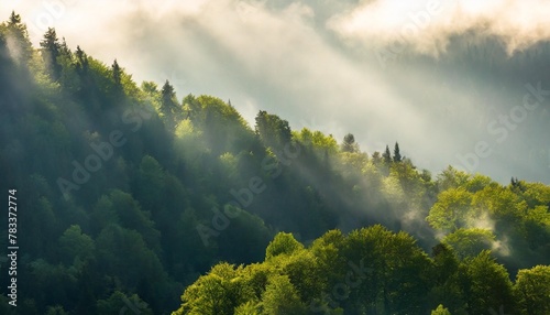 highres panoramic background of green forest with sunbeams through morning fog © Patti