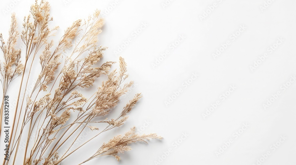 Autumn creative composition. Beige reeds branches bouquet on white background. Fall concept. Autumn background. Flat lay, top view, copy space Autumn creative composition. Beige reeds branches bouquet on white background. Fall concept. Autumn background. Flat lay, top view, copy space
