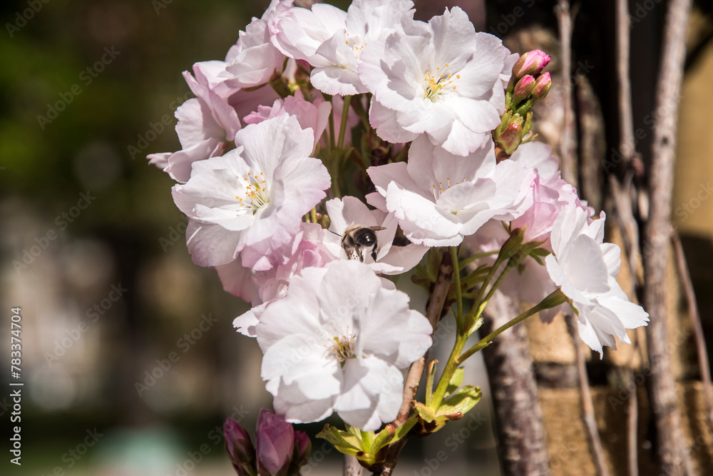 Obraz premium Cherry blossom blooming closeup on sunny spring day in city park