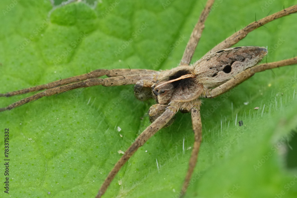 Closeup on a European Nursery webspider, Pisaura mirabelis on a green leaf Closeup on a European Nursery webspider, Pisaura mirabelis on a green leaf