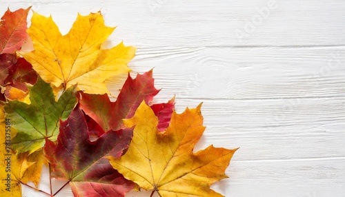 maple autumn leaves on a white background copy space banner