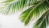 tropical coconut leaf isolated on white background summer background
