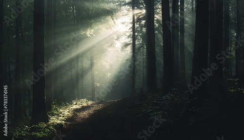 morning sunbeam with fog in a german forest © Kendrick