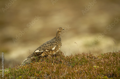 Ptarmigan, Japanese female rock ptarmigan in summer plumage (Lagopus muta hyperborea). Iceland . photo