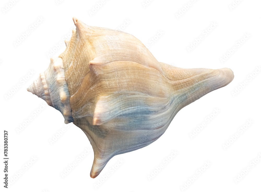 seashell, isolated image on transparent background seashell, isolated image on transparent background