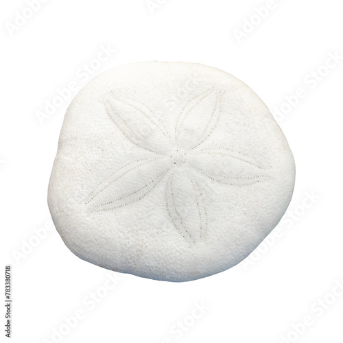 sand dollar, sea urchin, isolated image on transparent background