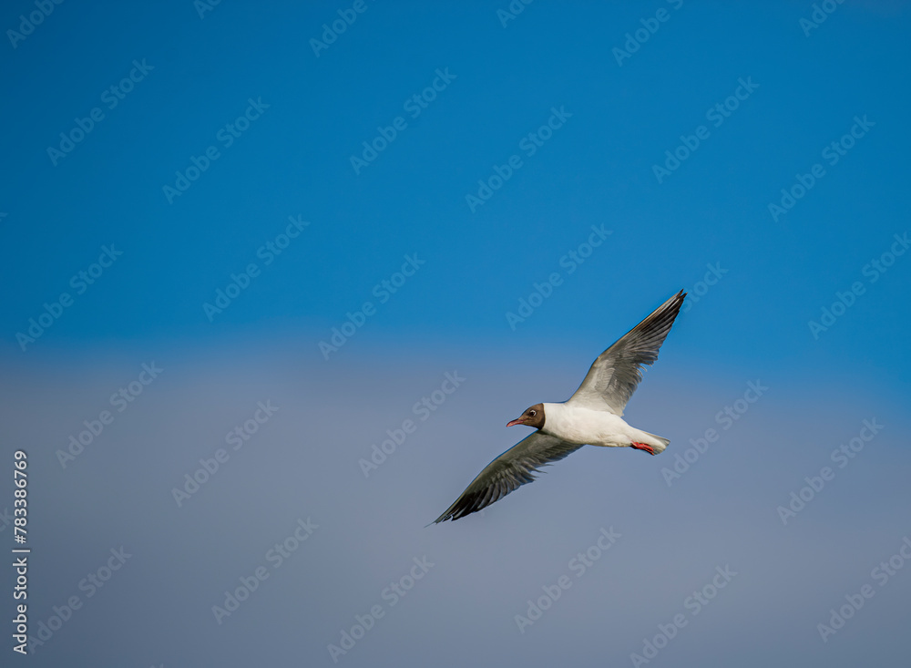 Fototapeta premium Black-headed gull in Iceland. Natural life .