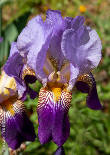 Closeup of a Tall Purple Bearded Iris Flower