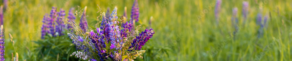 Obraz premium Beautiful blooming violet lupine flower. Lupinus, lupin field with pink purple flower. Sunset, golden hour. Summer, summertime banner