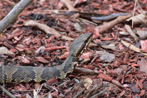 Cottonmouth water moccasin venomous snake