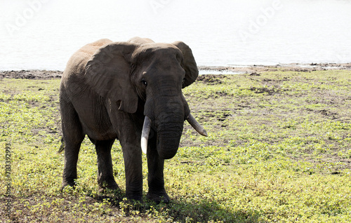 A view of elephant