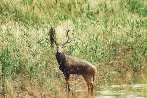 stag in the grass photo