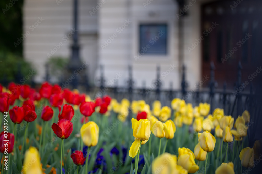 Wiosenne tulipany, sezon wiosenny,  czerwone, żółte i białe kwiaty, widok na miasto Bielsko-Biała, - obrazy, fototapety, plakaty 