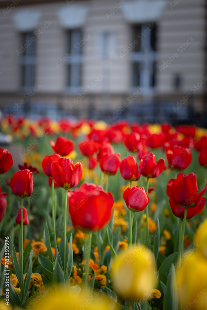 Wiosenne tulipany, sezon wiosenny,  czerwone, żółte i białe kwiaty, widok na miasto Bielsko-Biała, - obrazy, fototapety, plakaty 