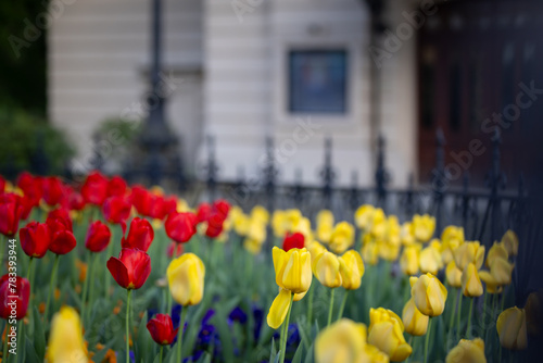 Wiosenne tulipany, sezon wiosenny,  czerwone, żółte i białe kwiaty, widok na miasto Bielsko-Biała, © anettastar