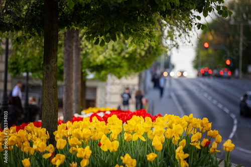 Wiosenne tulipany, sezon wiosenny, czerwone, żółte i białe kwiaty, widok na miasto Bielsko-Biała,