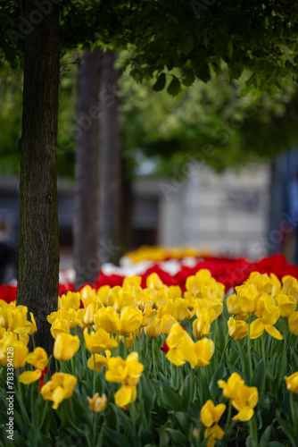 Wiosenne tulipany, sezon wiosenny, czerwone, żółte i białe kwiaty, widok na miasto Bielsko-Biała,