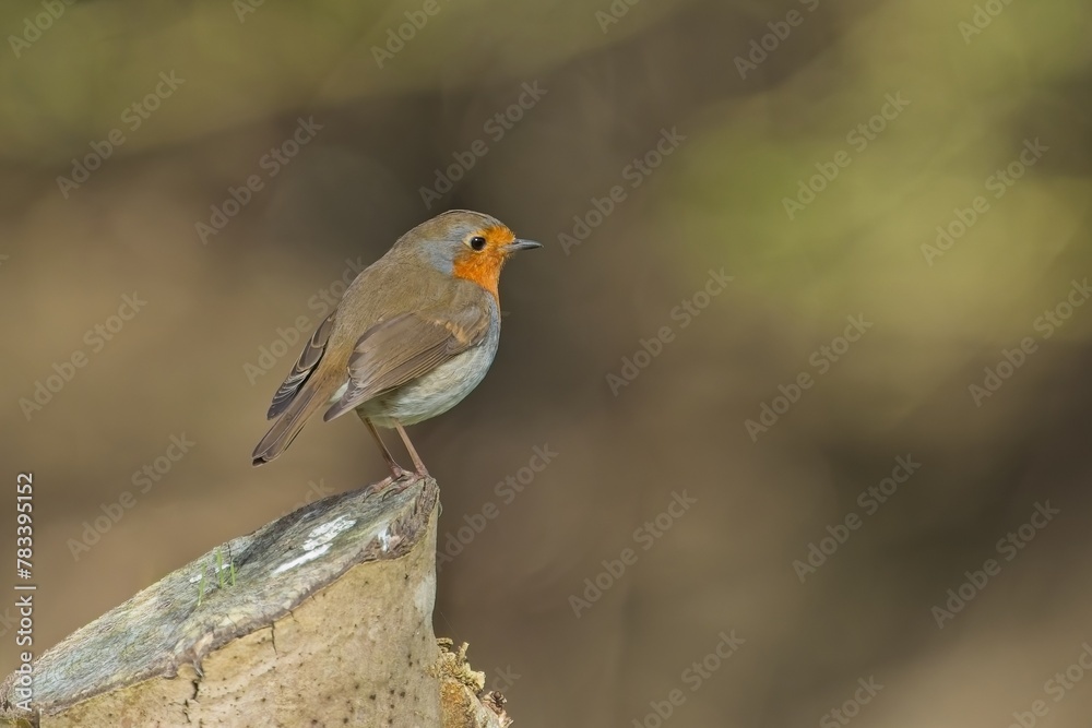 European Robin perched on a dried tree trunk
